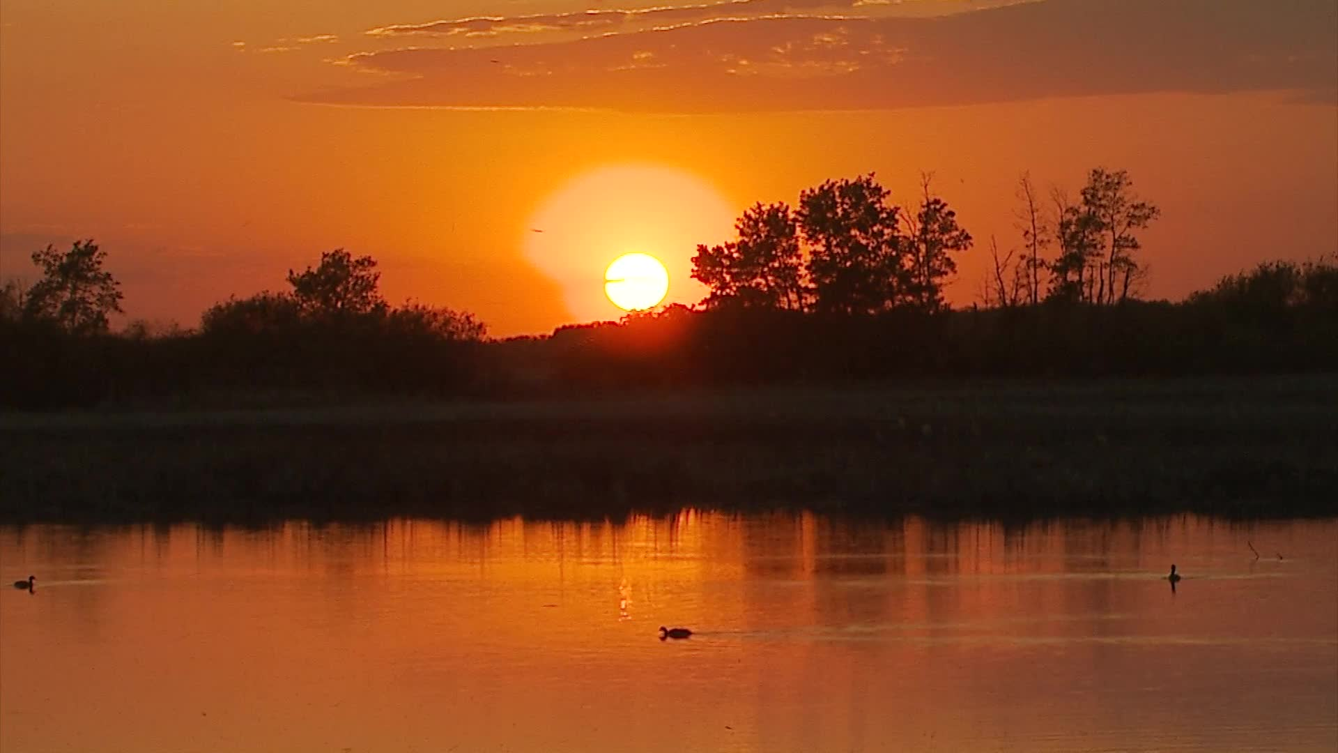 Birt - Wetland Symphony - June 10, 2019