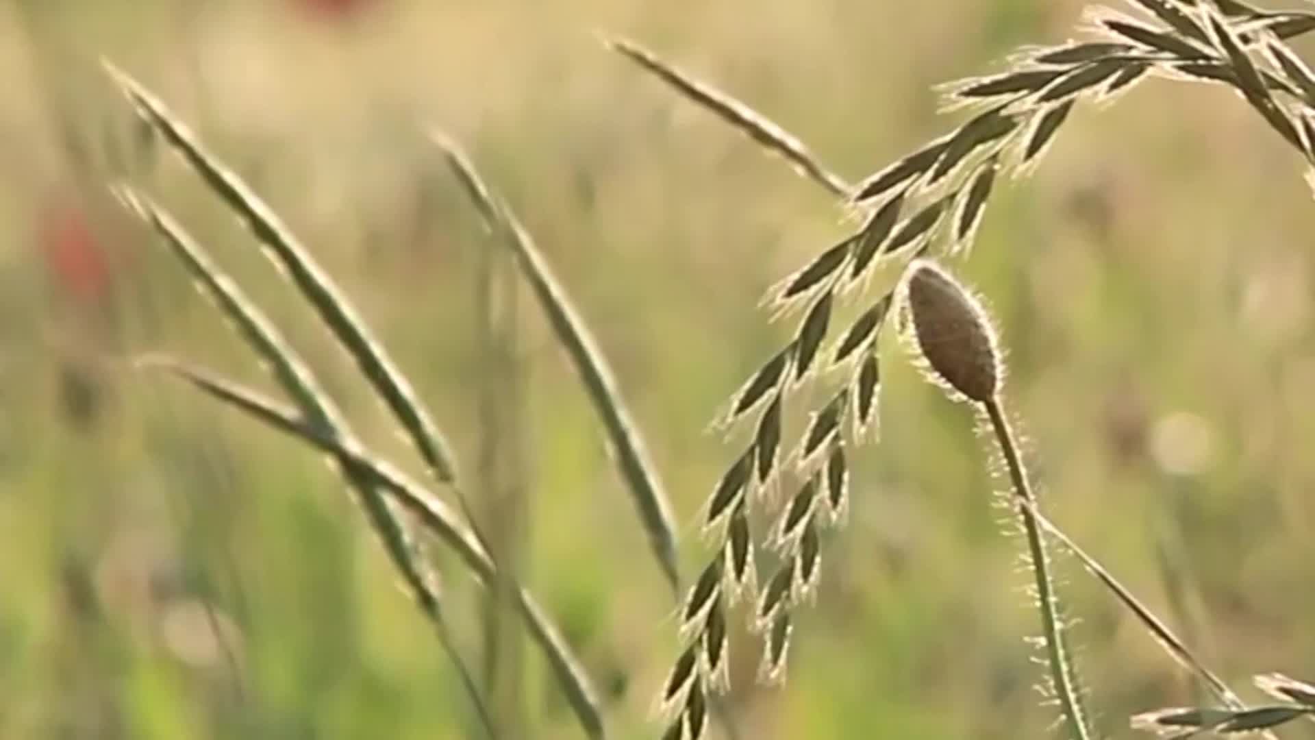 Filler-UJU-Mindfulness Minute - Spring Meadow