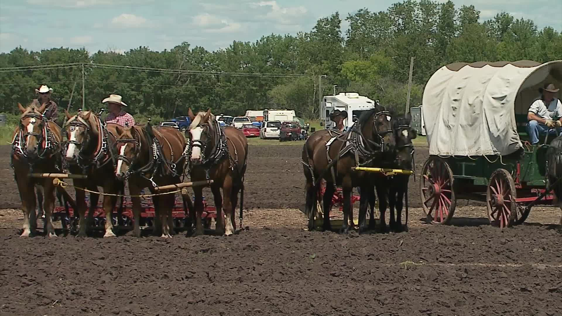 Thumbnail image for Birt - Filler - Horse Power - July 28, 2015