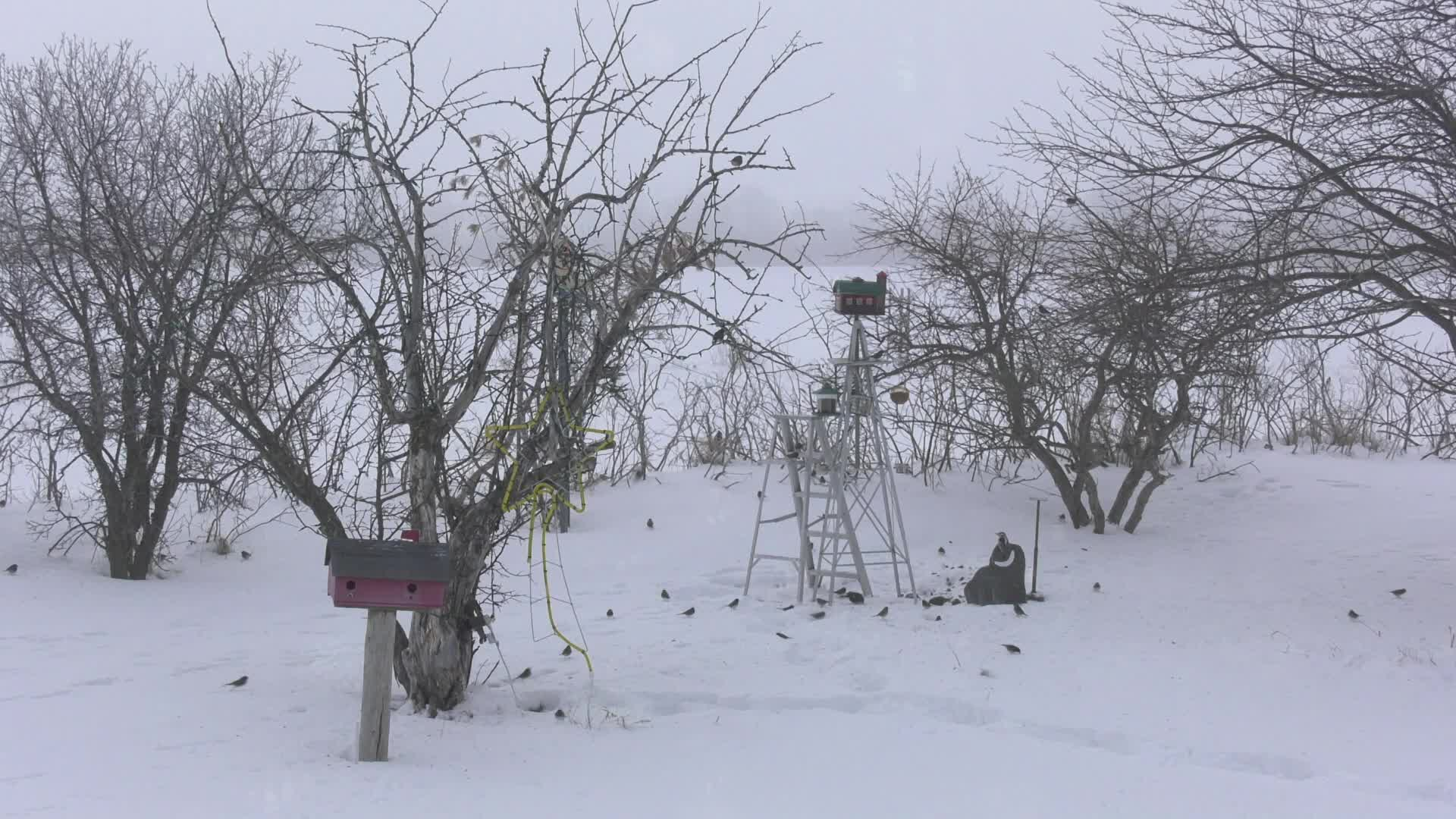 Birt - Filler - Feeding the Feathers