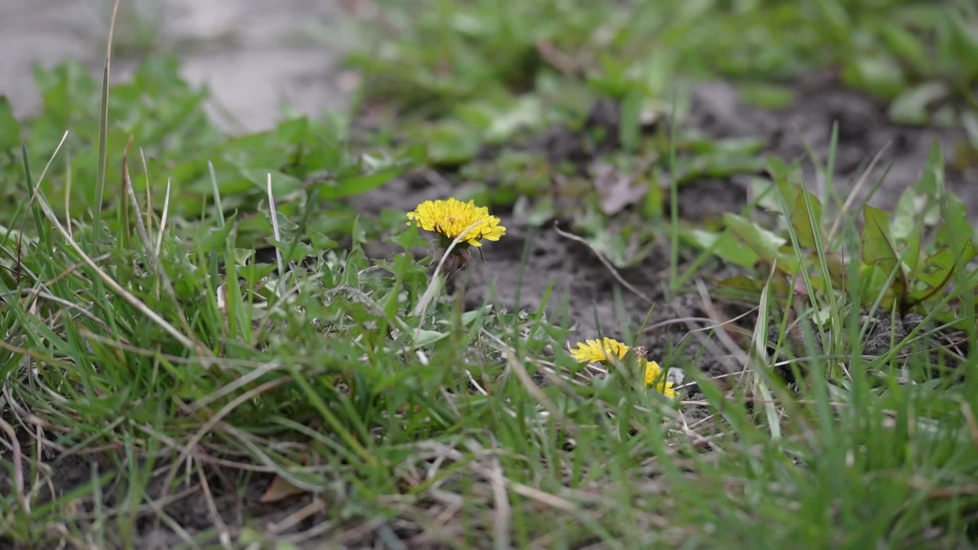 Thumbnail image for scenic spring flower 15s