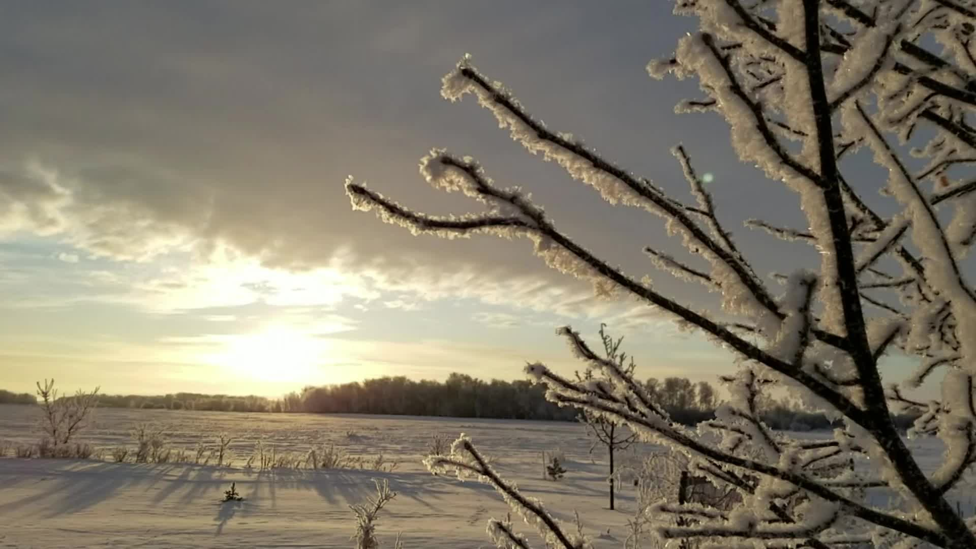 Thumbnail image for Scenic_Winter_FrostyLinden_11s