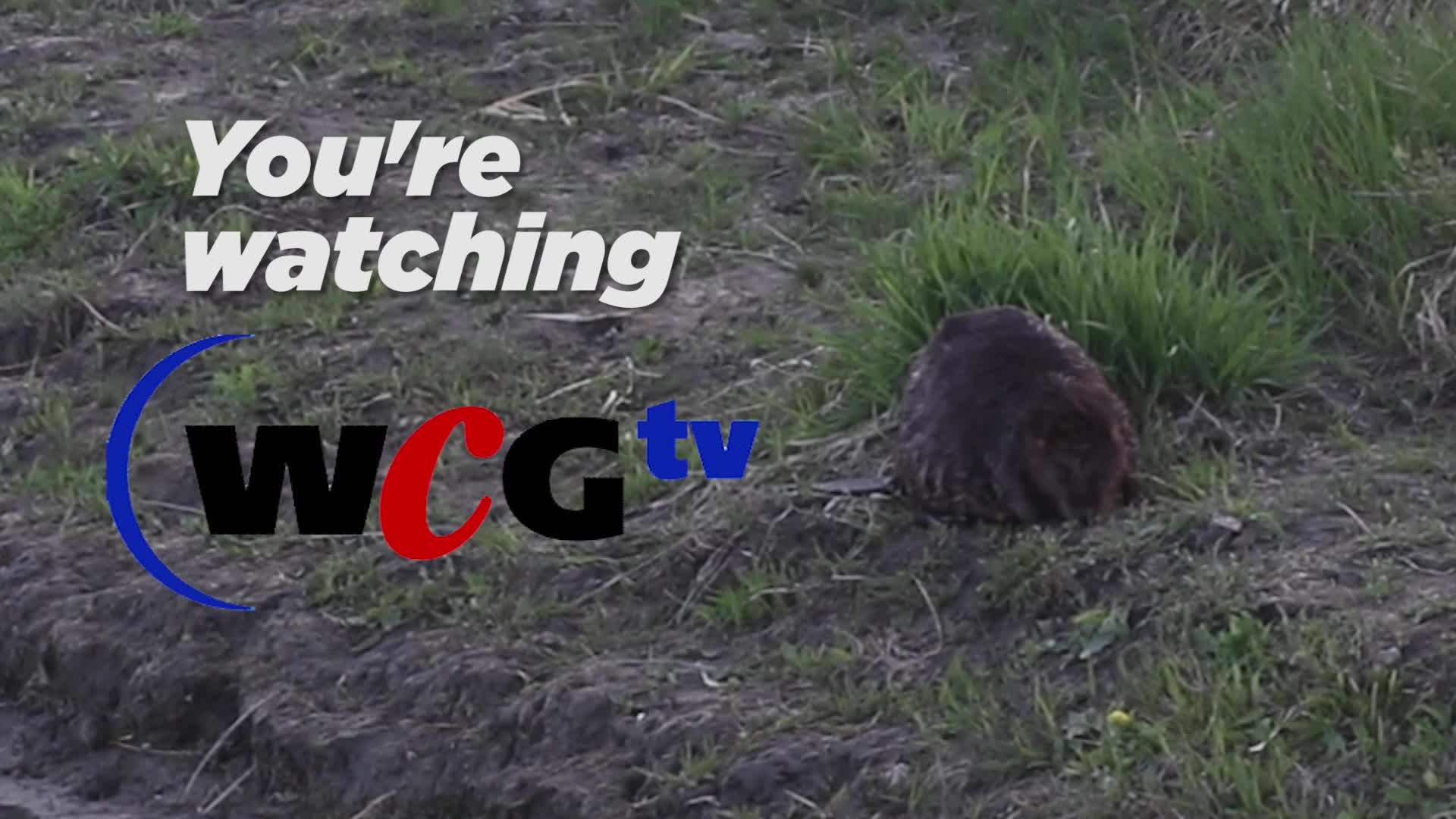 Thumbnail image for Scenic Beaver Close 14 seconds
