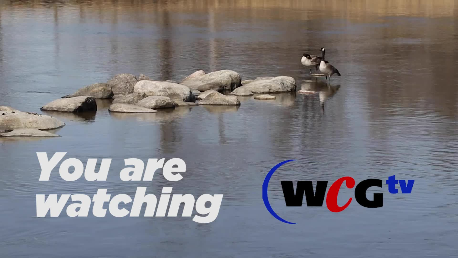Thumbnail image for Scenic Geese 13 seconds