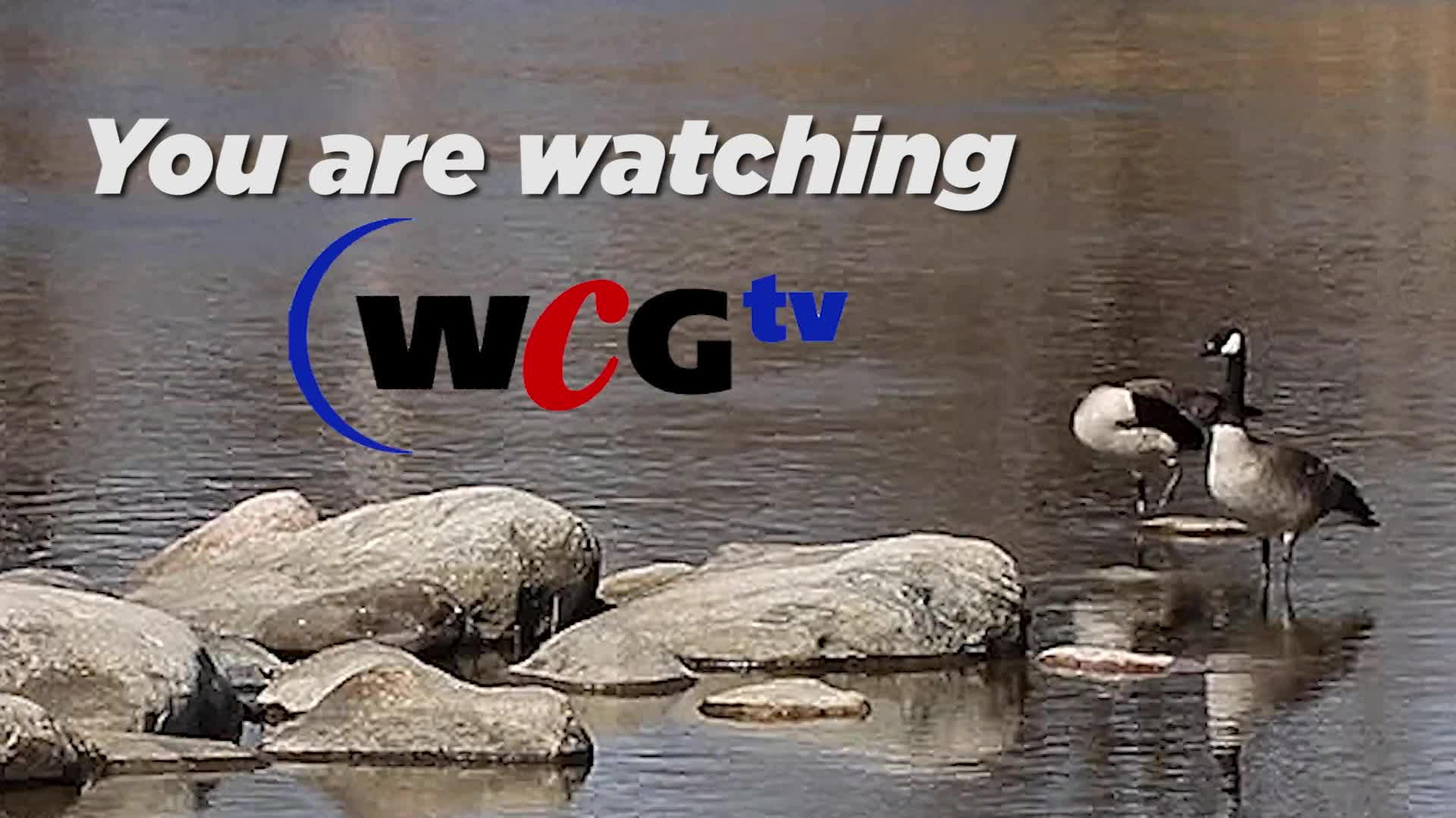 Thumbnail image for Scenic Geese 11 seconds