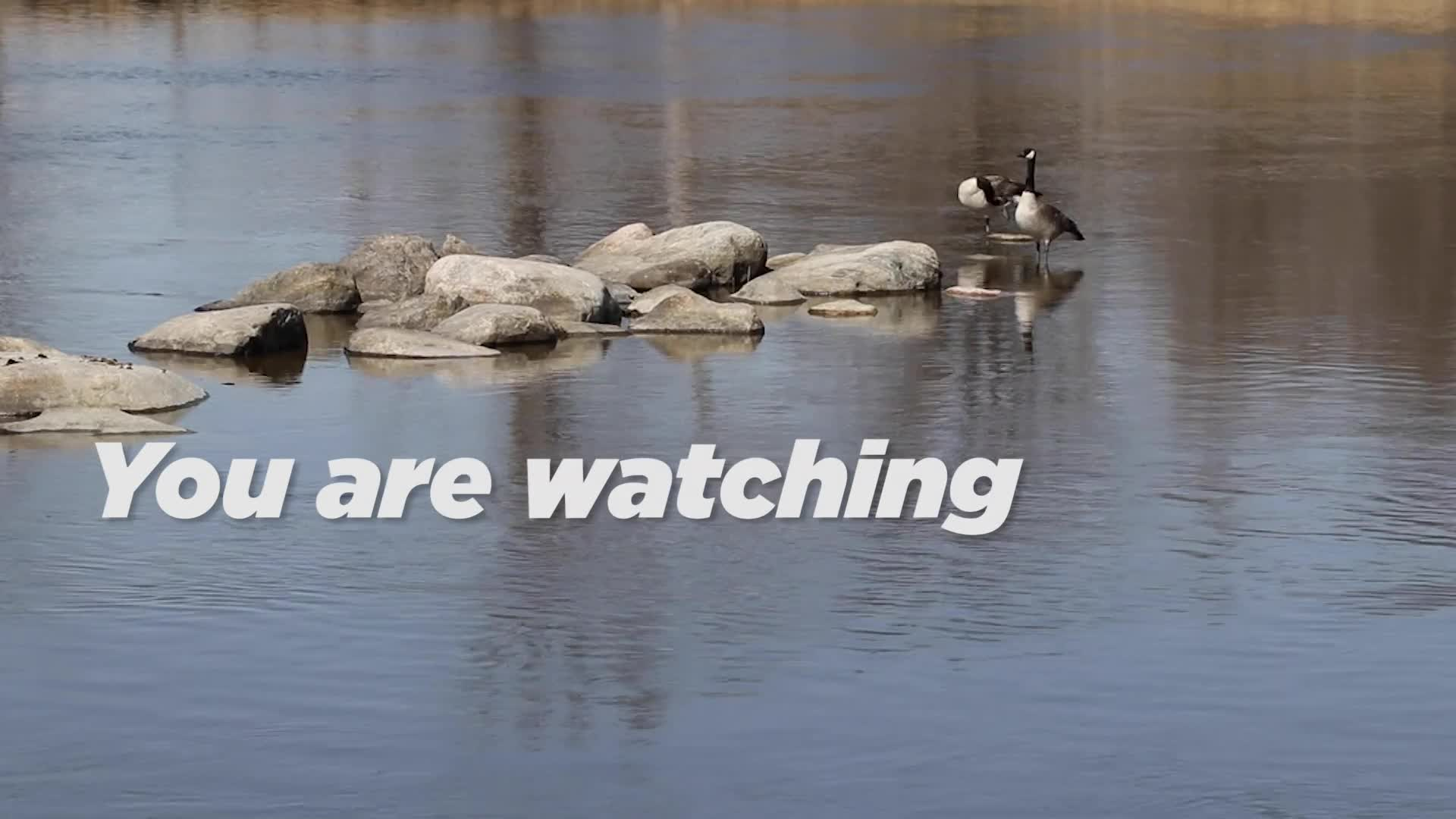 Thumbnail image for Scenic Geese 12 seconds