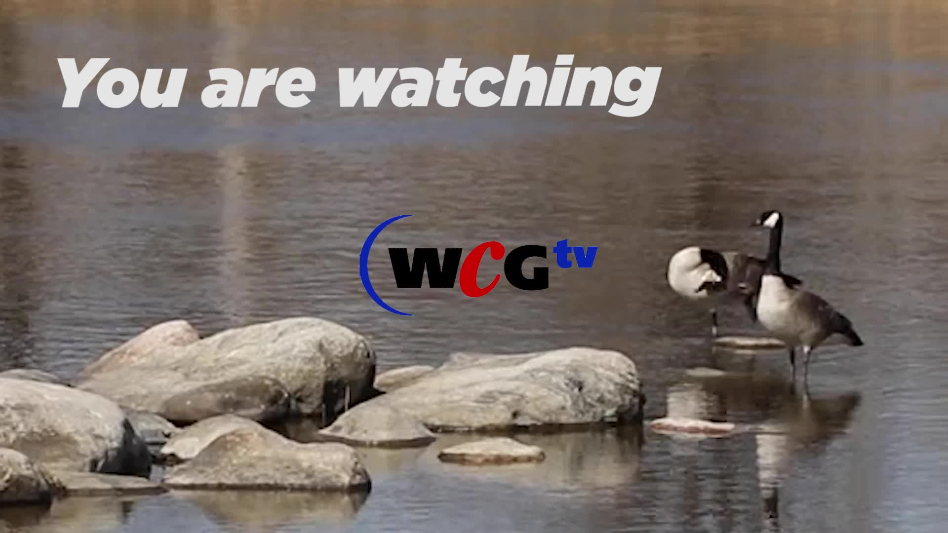 Thumbnail image for Scenic Geese 8 seconds