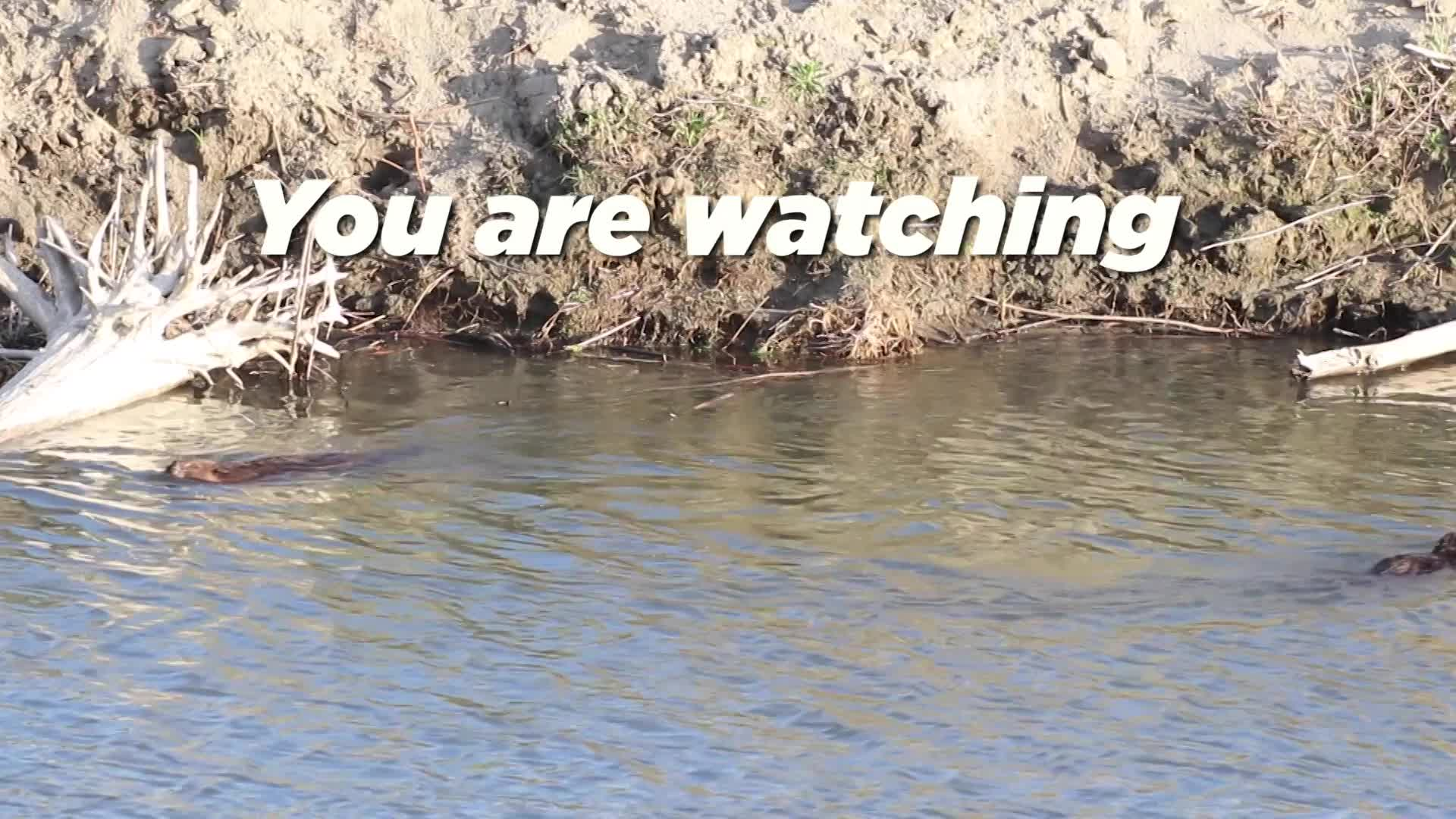 Thumbnail image for Scenic Beaver 14 seconds