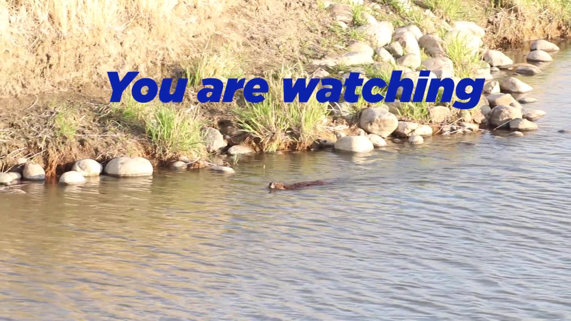 Thumbnail image for Scenic Beaver 12 Seconds