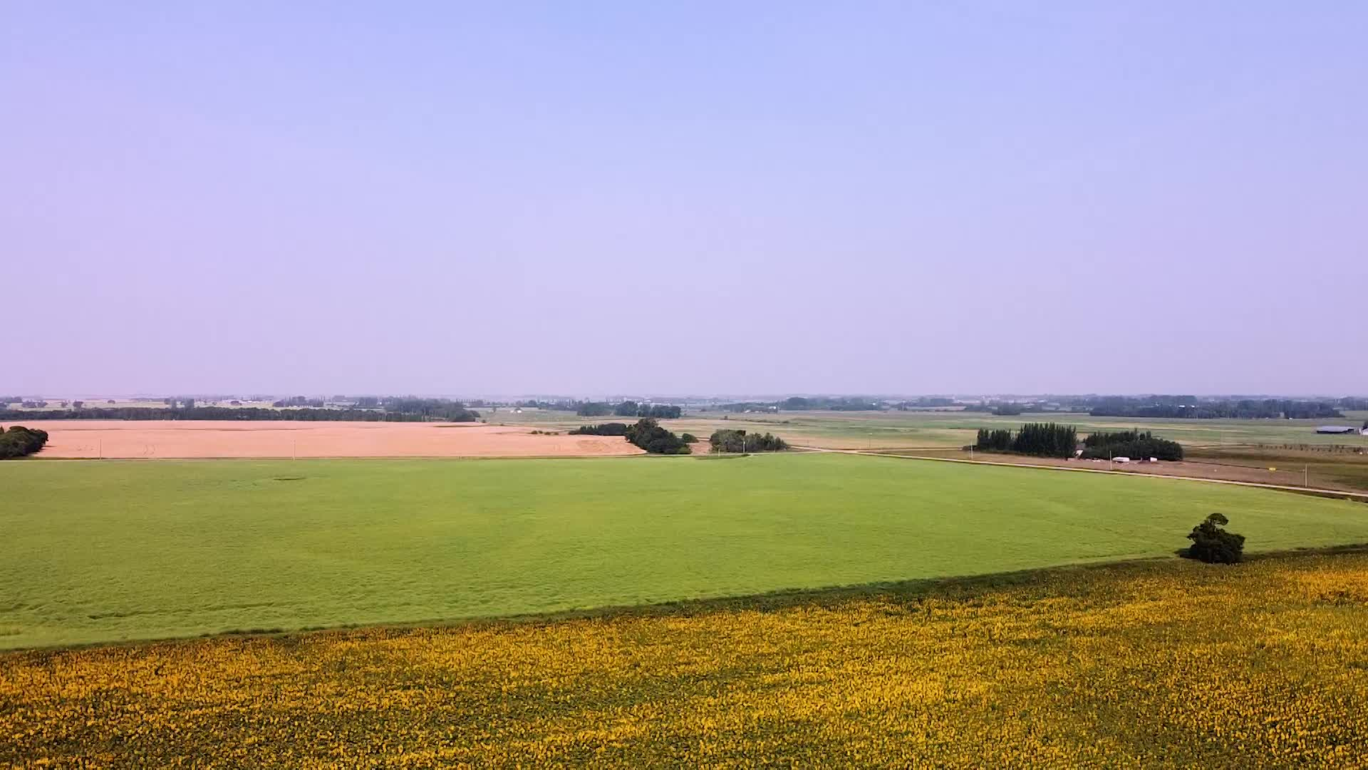 Thumbnail image for Scenic_Drone Canola_12s_Aug 9_2021