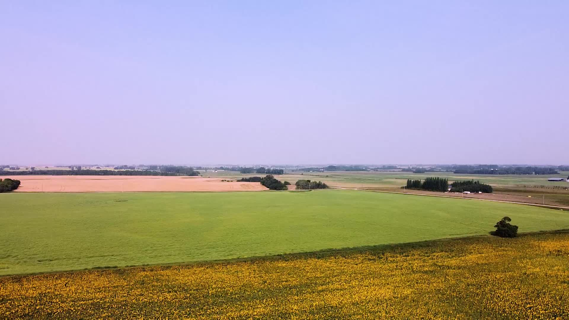 Thumbnail image for Scenic_Drone Canola_13s_Aug 9_2021