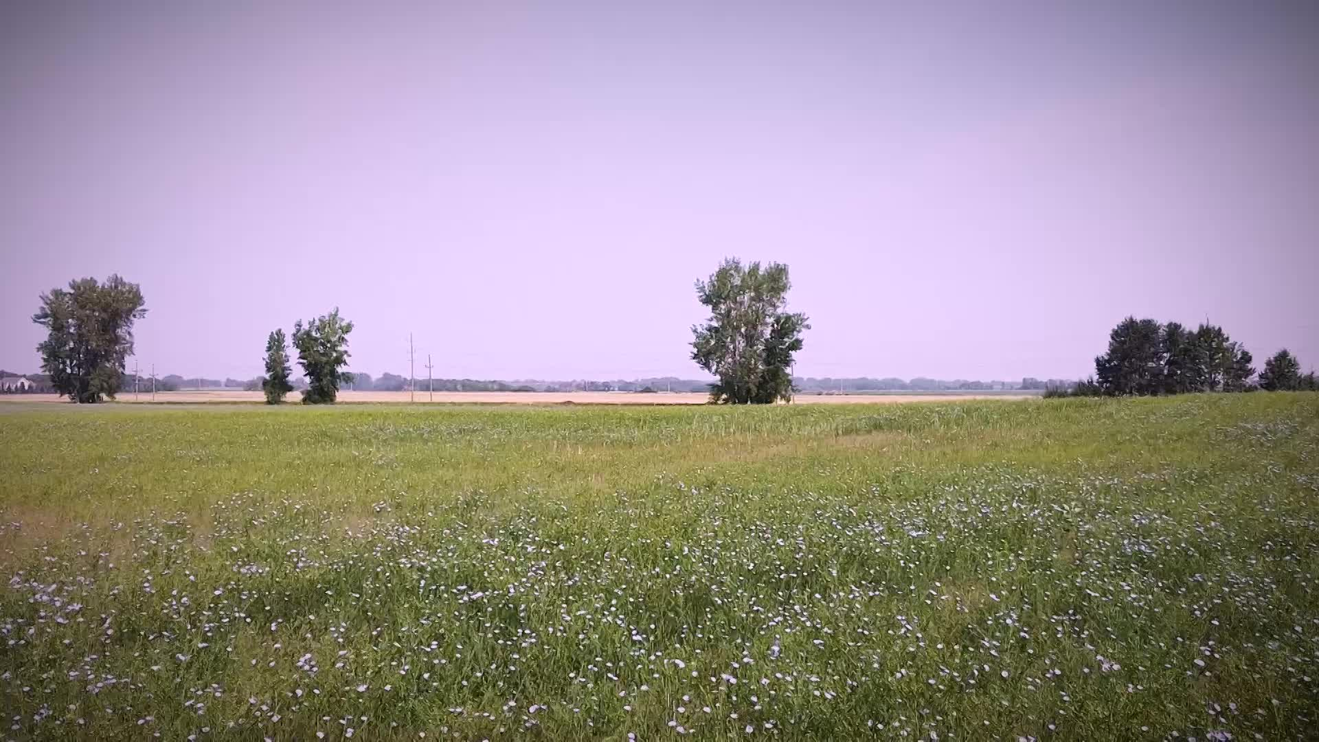 Thumbnail image for Scenic_Universal_Flaxseed_12s_Aug 26_2021