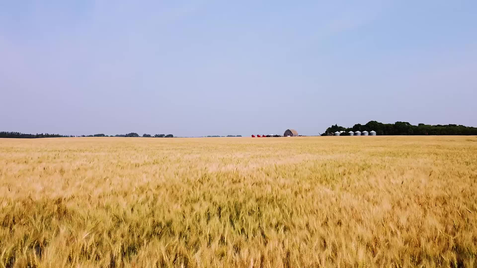 Thumbnail image for Scenic_Universal_Drone Wheat_20s_Aug 26_2021