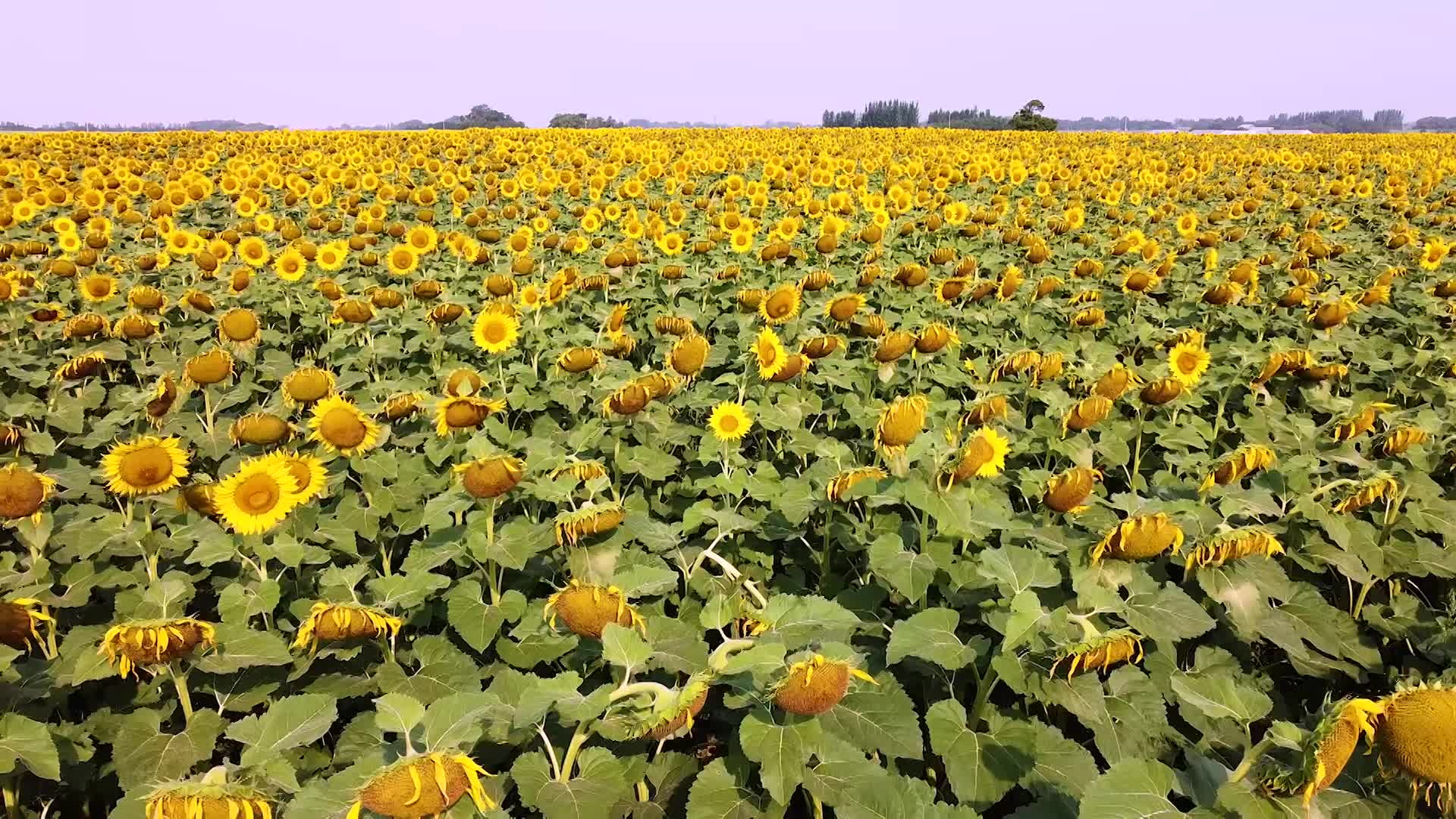 Thumbnail image for Scenic_Universal_Drone Sunflower_11s_Aug 26_2021
