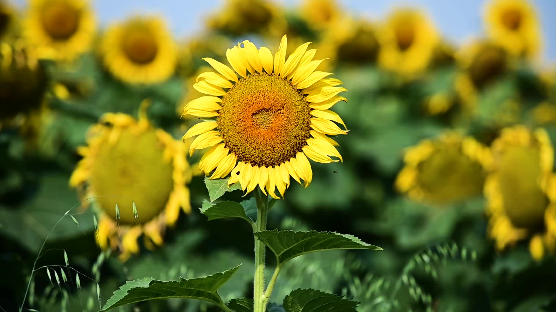Thumbnail image for Scenic_Universal_Sunflower_16s_Aug 26_2021