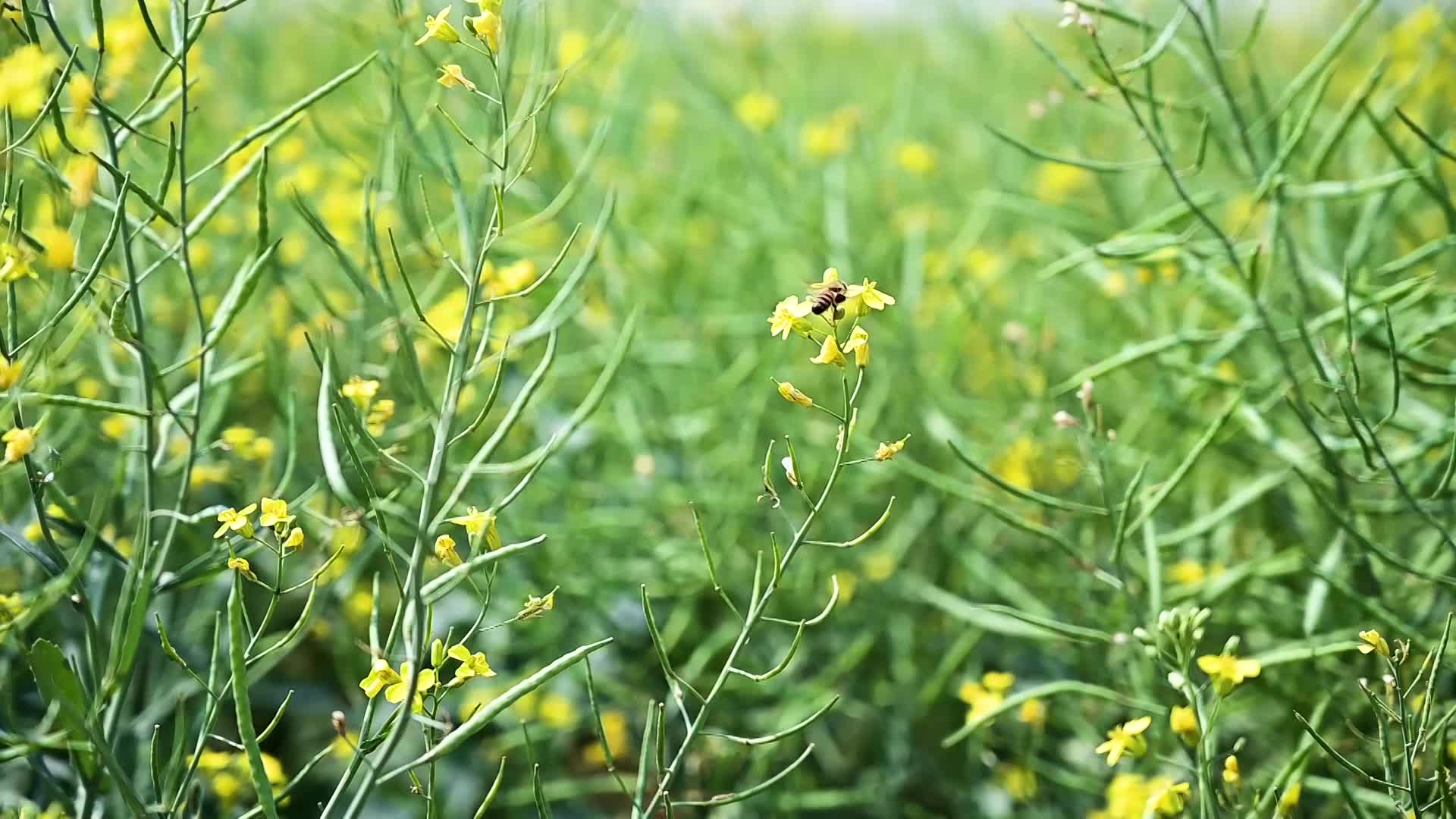 Thumbnail image for Scenic_Universal_Bee in canola field_14s_Aug 25_2021