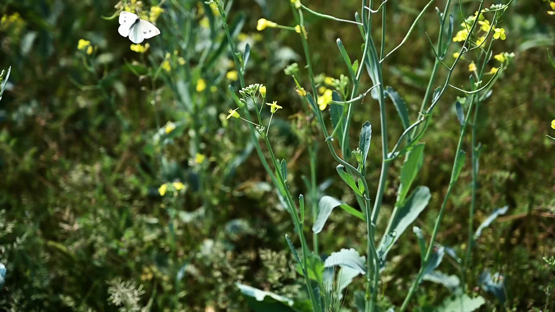 Thumbnail image for Scenic_Universal_Butterfly in canola field_15s_Aug 25_2021