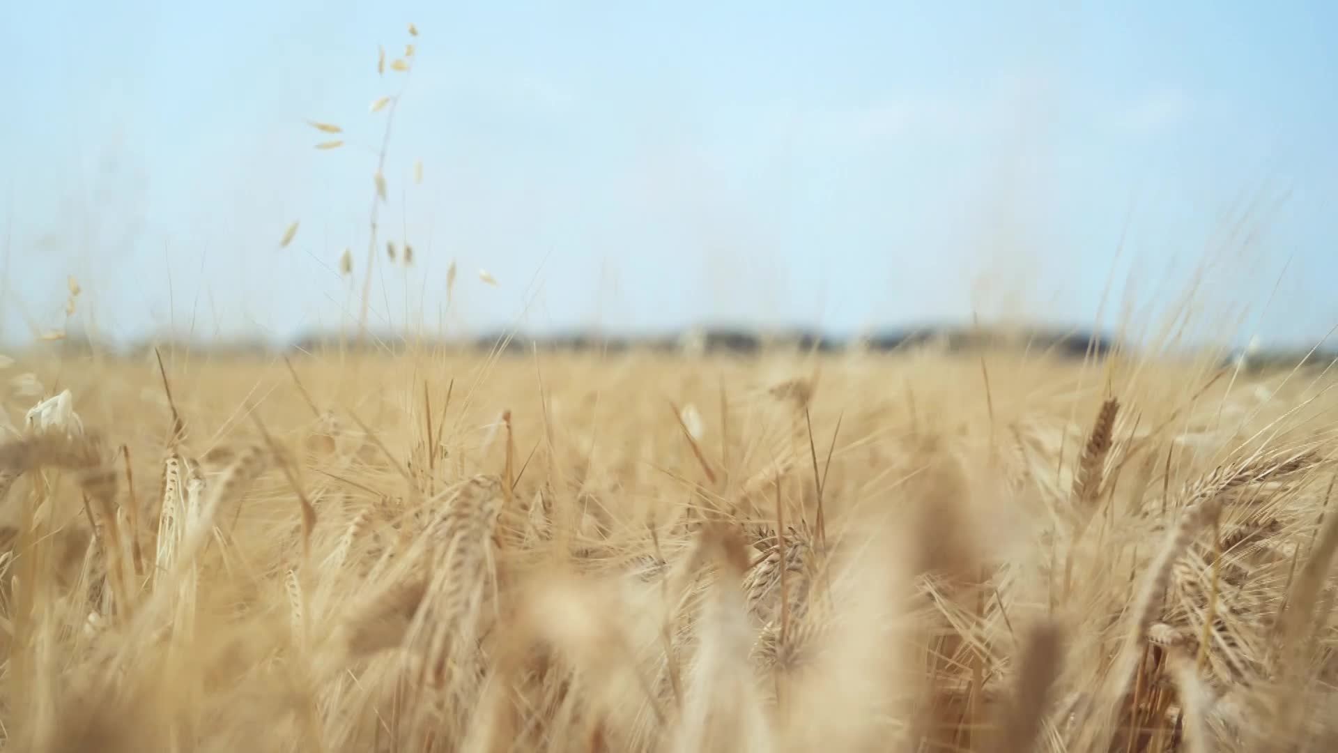 Thumbnail image for Scenic_Universal_In the wheat field_10s_Aug 25_2021