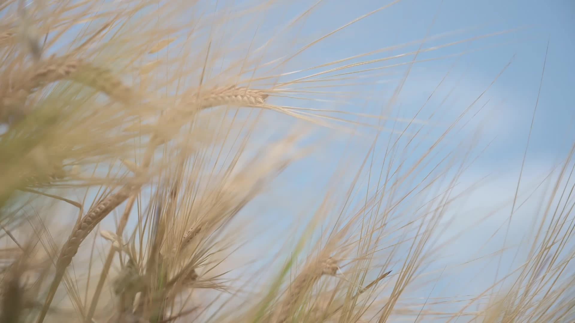 Thumbnail image for Scenic_Universal_Wheat_15s_Aug 25_2021