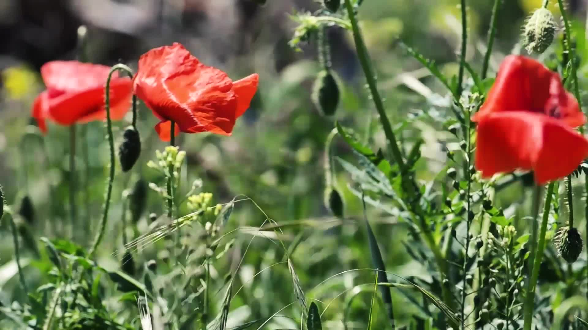 Thumbnail image for Scenic_Remembrance Day 11s