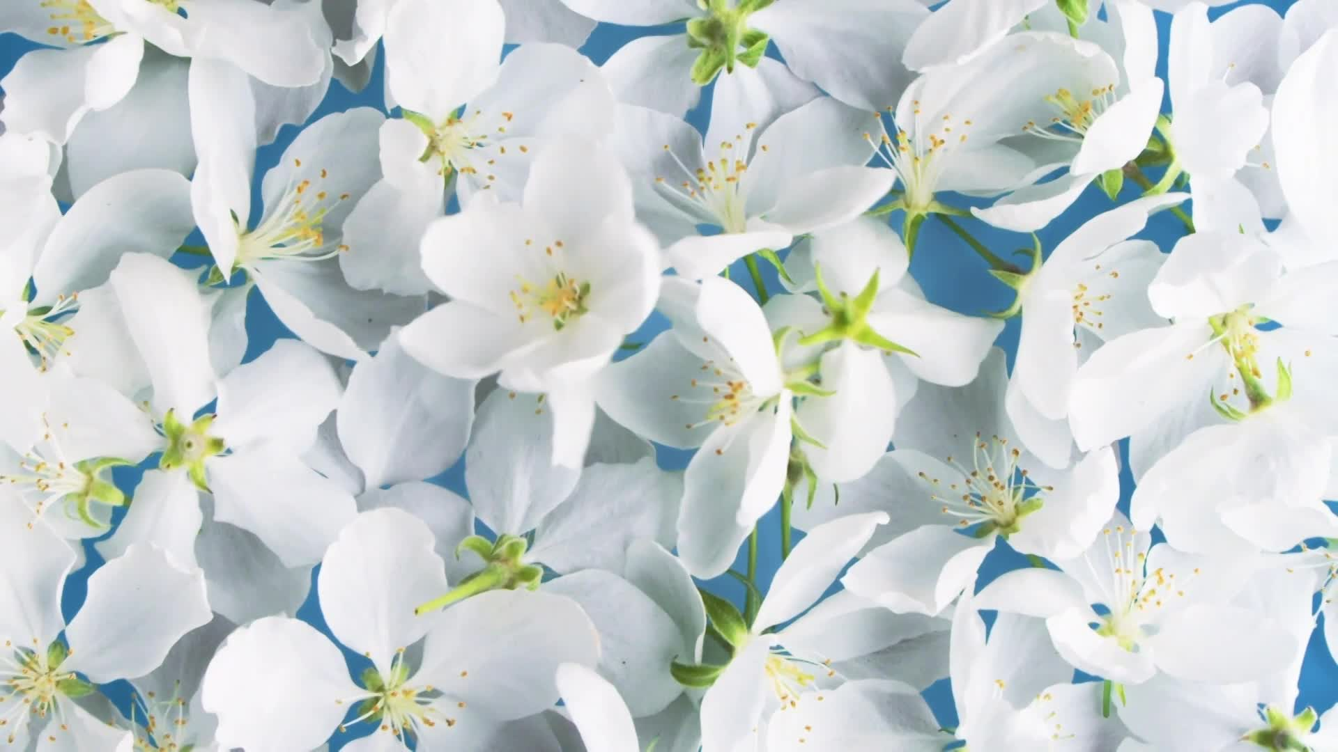 Thumbnail image for Scenic_Spring Gen Flowers_13s