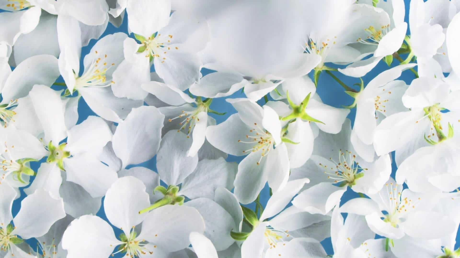 Thumbnail image for Scenic_Spring Gen Flowers_9s