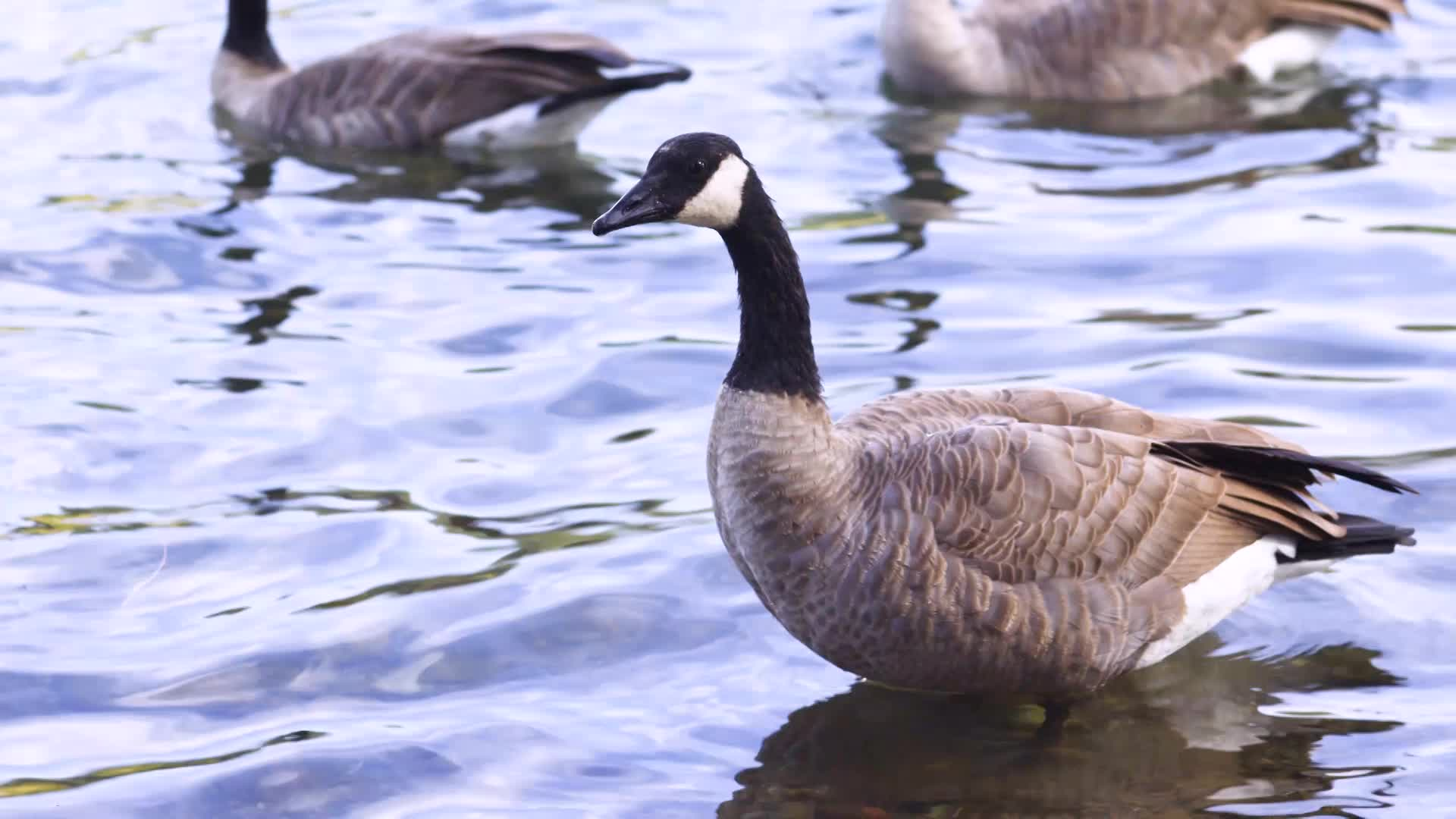 Thumbnail image for Scenic_9s_Geese_Digital_Juice_May_5_2022