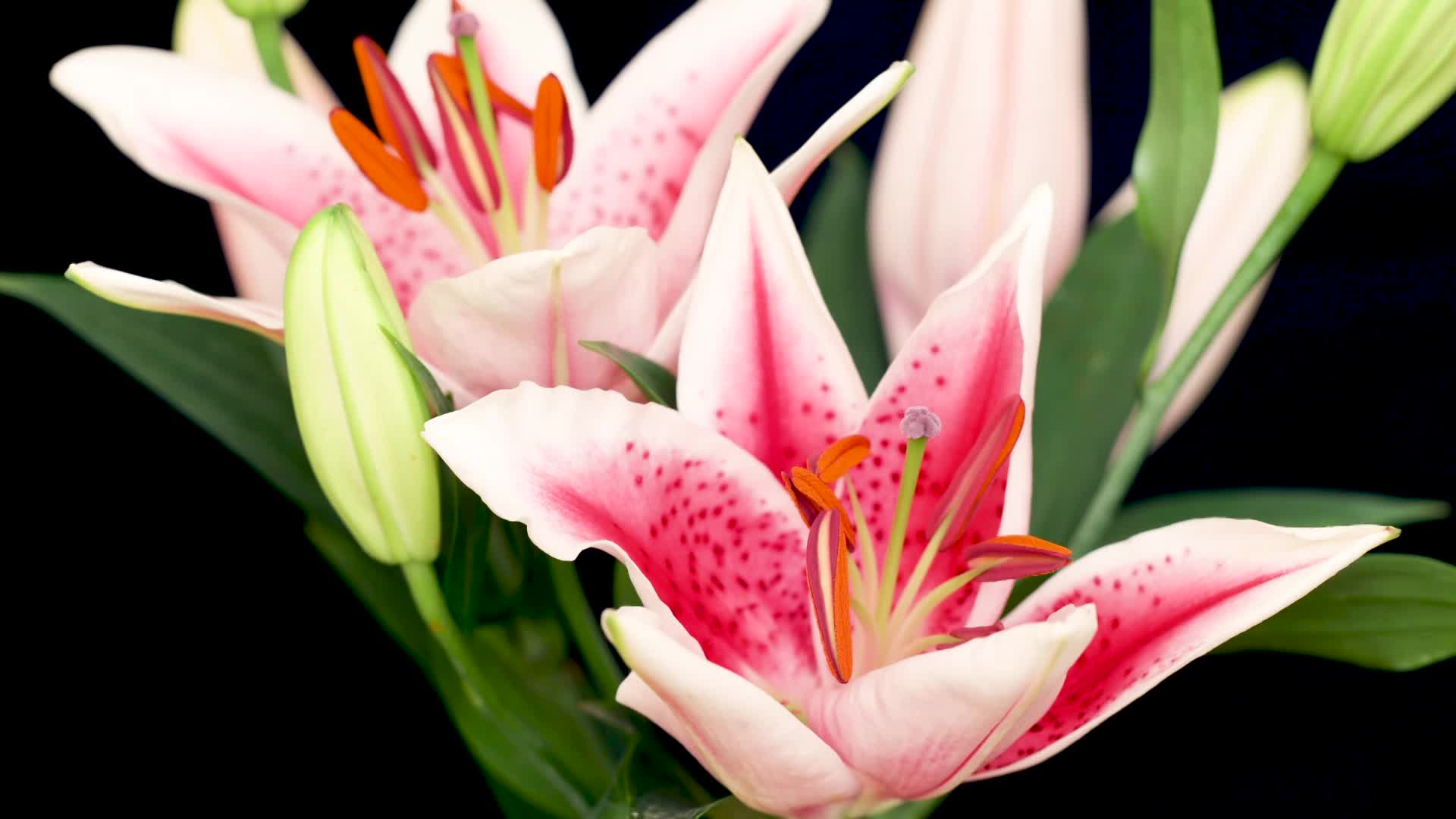 Thumbnail image for Scenic_Flower_Blossom