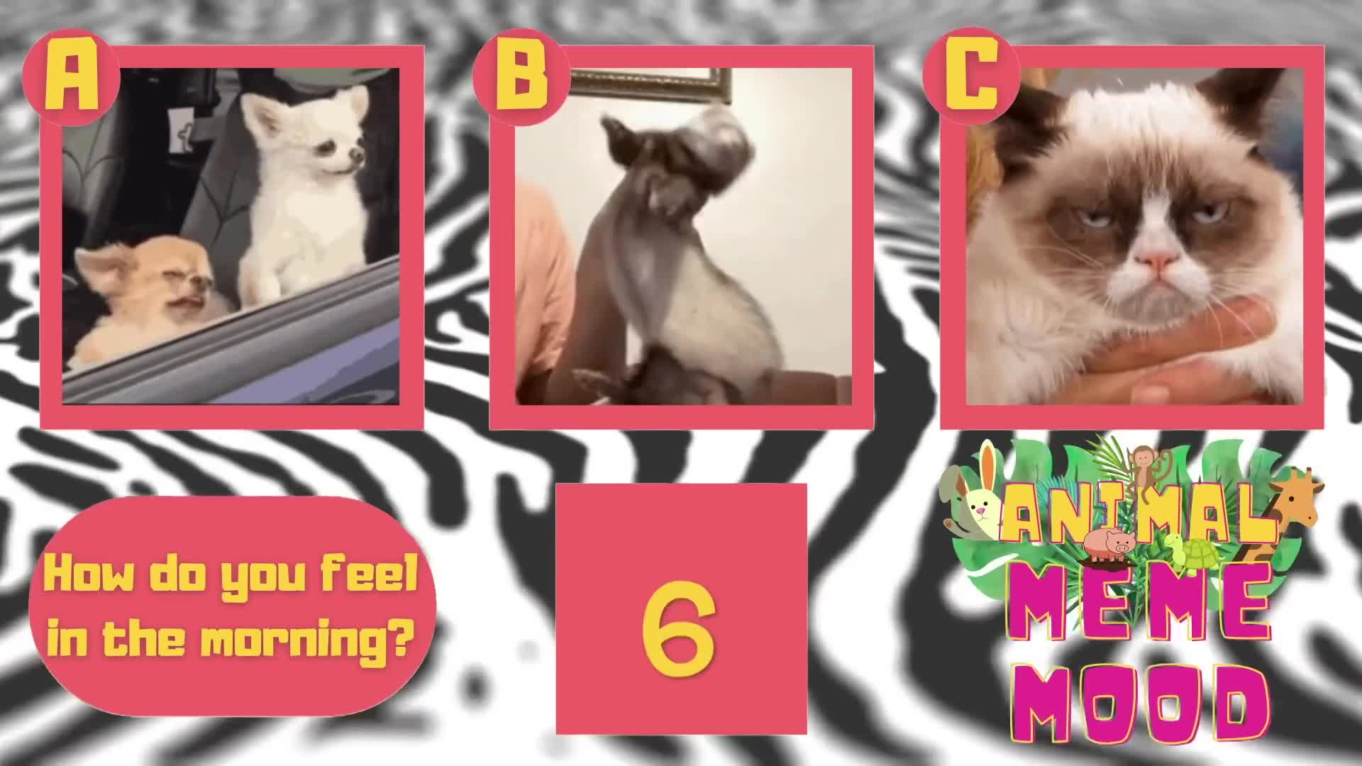Thumbnail image for Filler-UJU-Brain Break - Animal Meme Mood Game