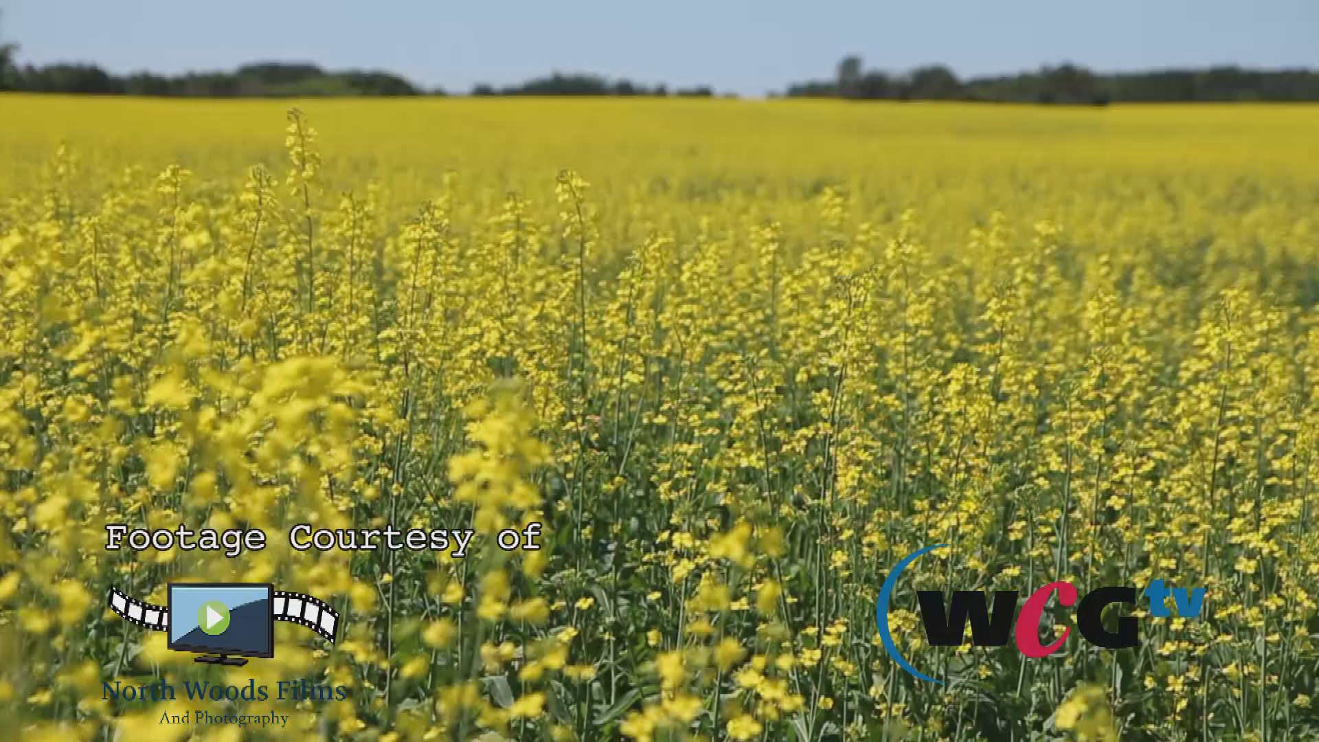 Thumbnail image for Scenic-Canola 15sec