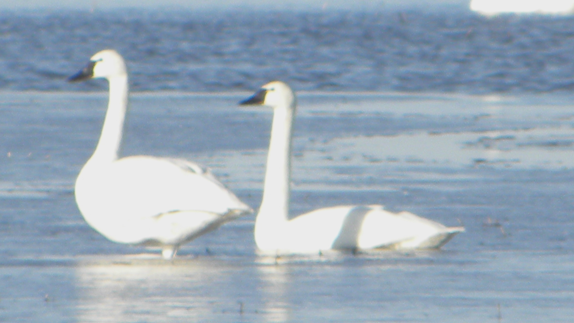 Thumbnail image for CARB_Swan Filler