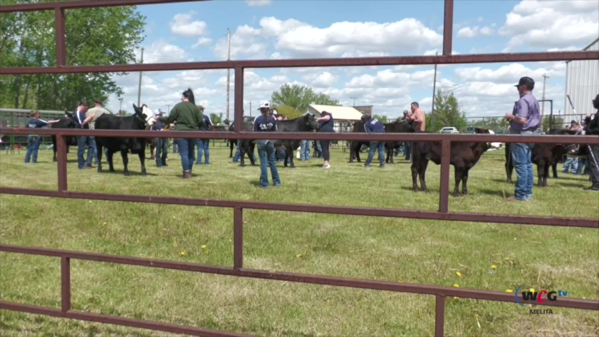 Thumbnail image for Mel Tilston 4H Beef Achievement and Sale June 1 2024
