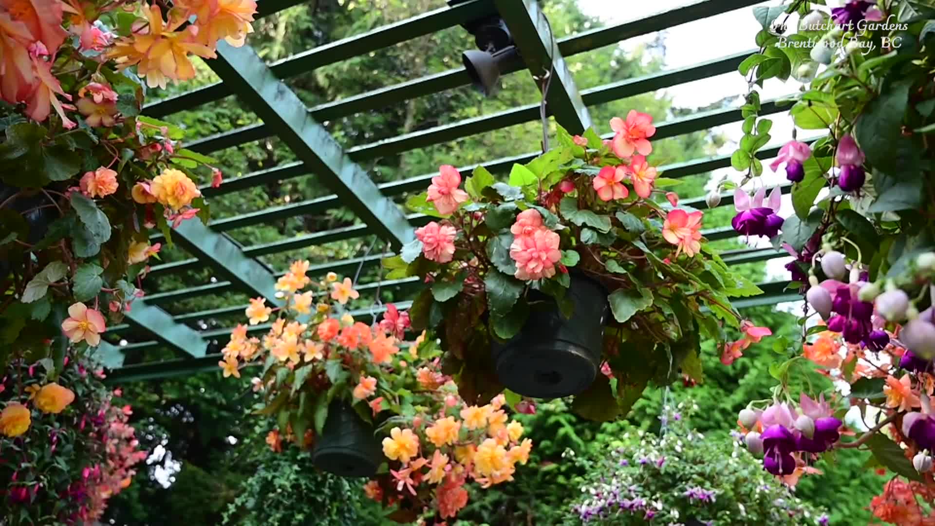 Thumbnail image for Filler_Butchart Gardens Travel_Aug 9_2024