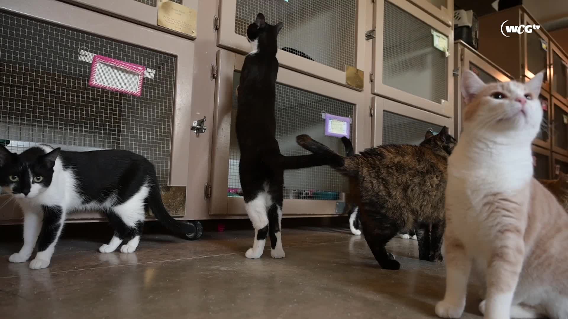 Thumbnail image for Filler_Humane Society_Willa_Mar 6_2025