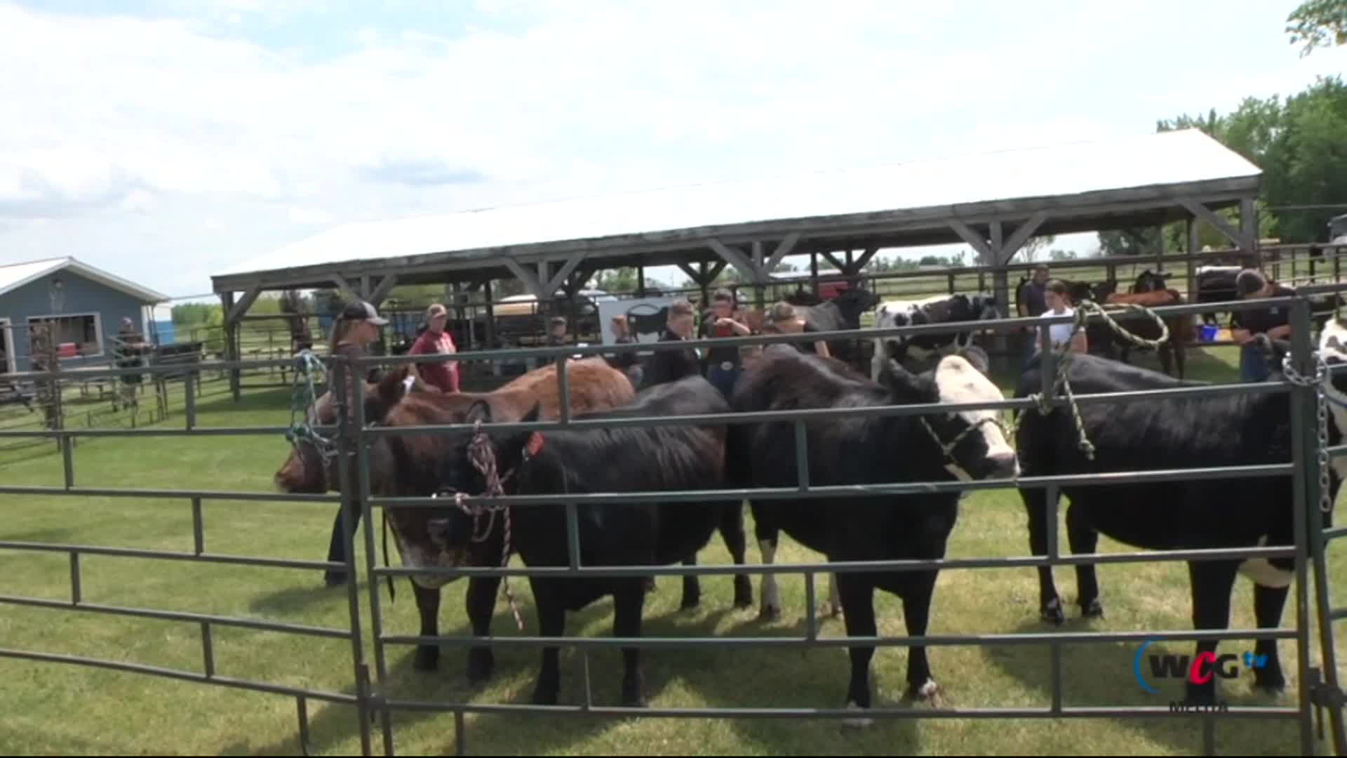Thumbnail image for Mel Melita 4H Beef Club Show & Sale June 16 2025