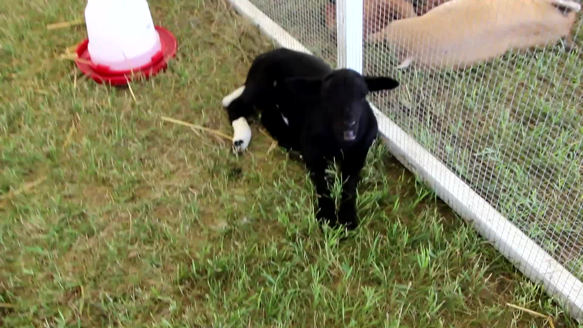 Thumbnail image for CARB_Farm Yard Friends_05July2025