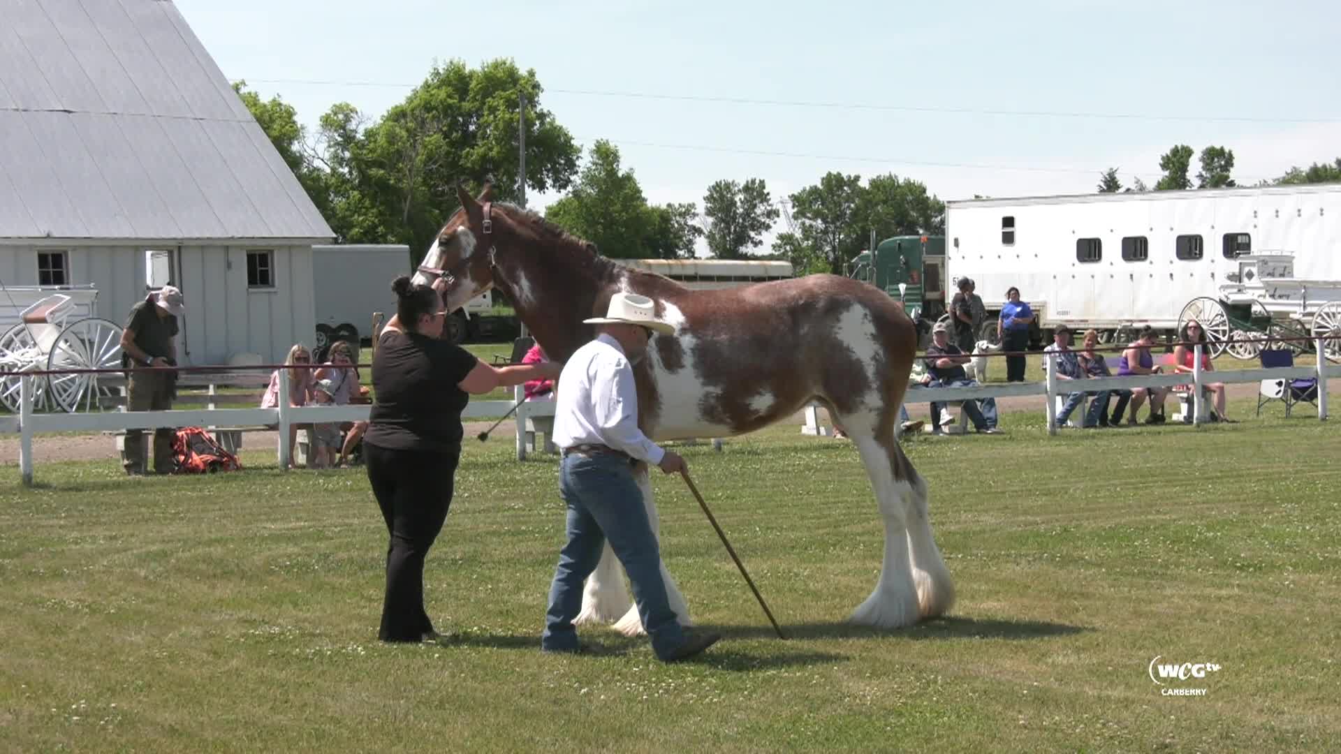 Thumbnail image for CARB_Heavy Horses at the Fair_05July2025