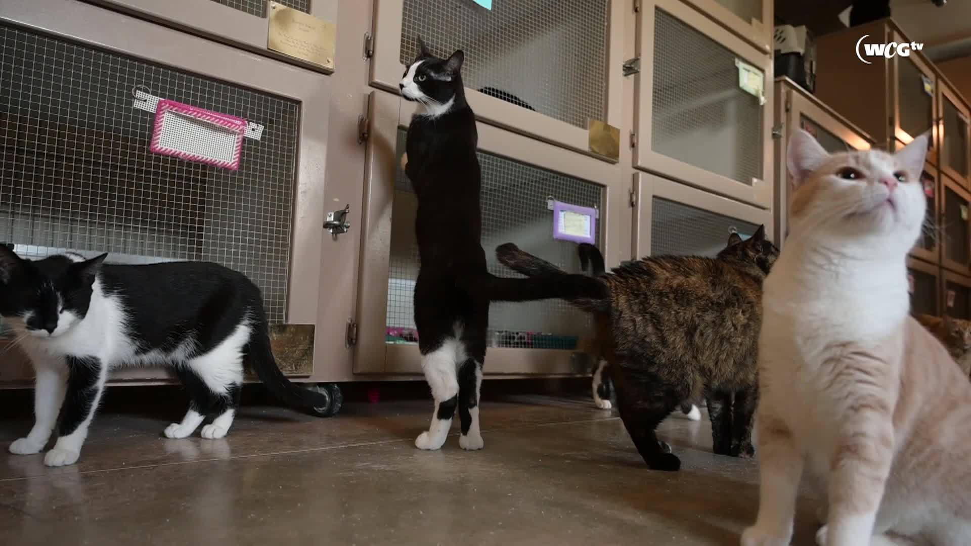 Thumbnail image for Humane Society_Lucca_September 9_2025