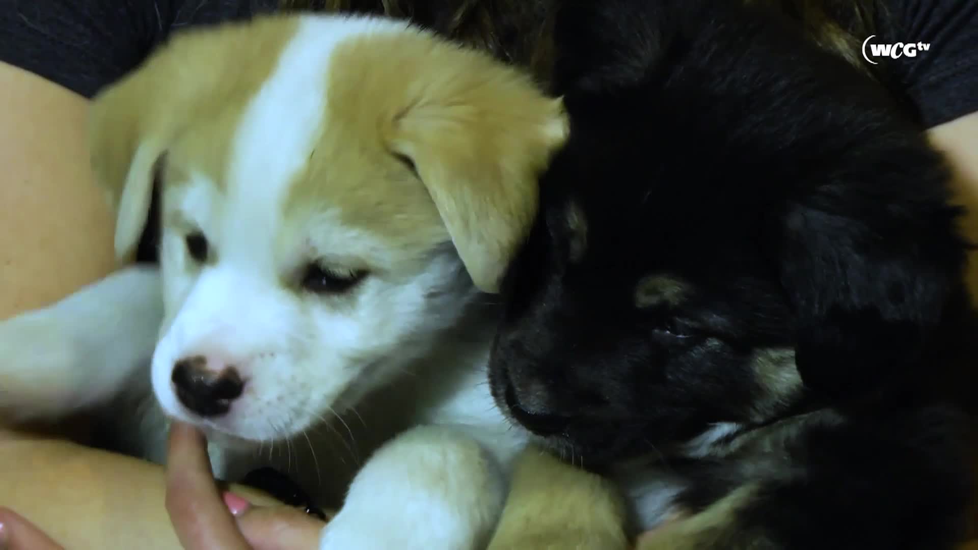 Thumbnail image for Humane Society_Tasha_September 9_2025