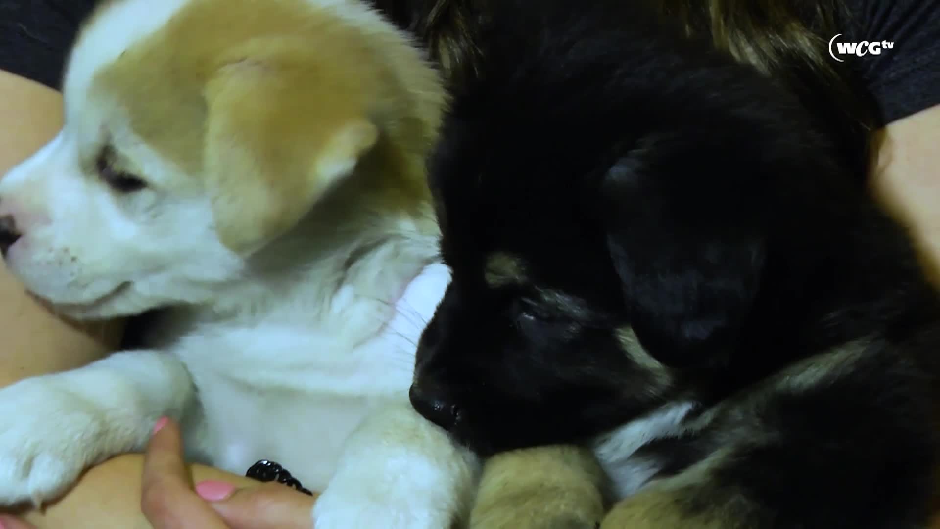 Thumbnail image for Filler_Humane Society_Milo_September 9_2025