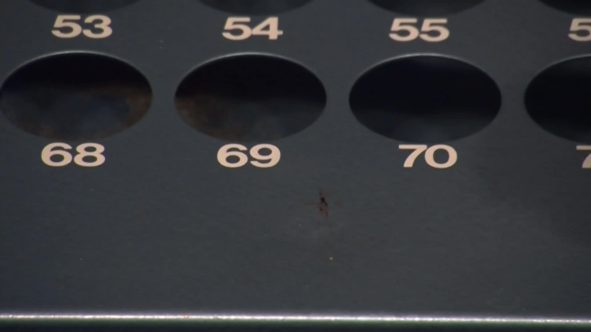 Thumbnail image for Gilbert Plains Lions Bingo - December 16th, 2025 (LIVE)