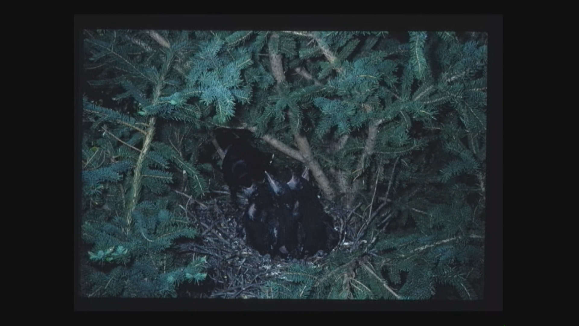 Thumbnail image for Birt - Nature Photos by Edgar Dandridge - Nov 13 2018