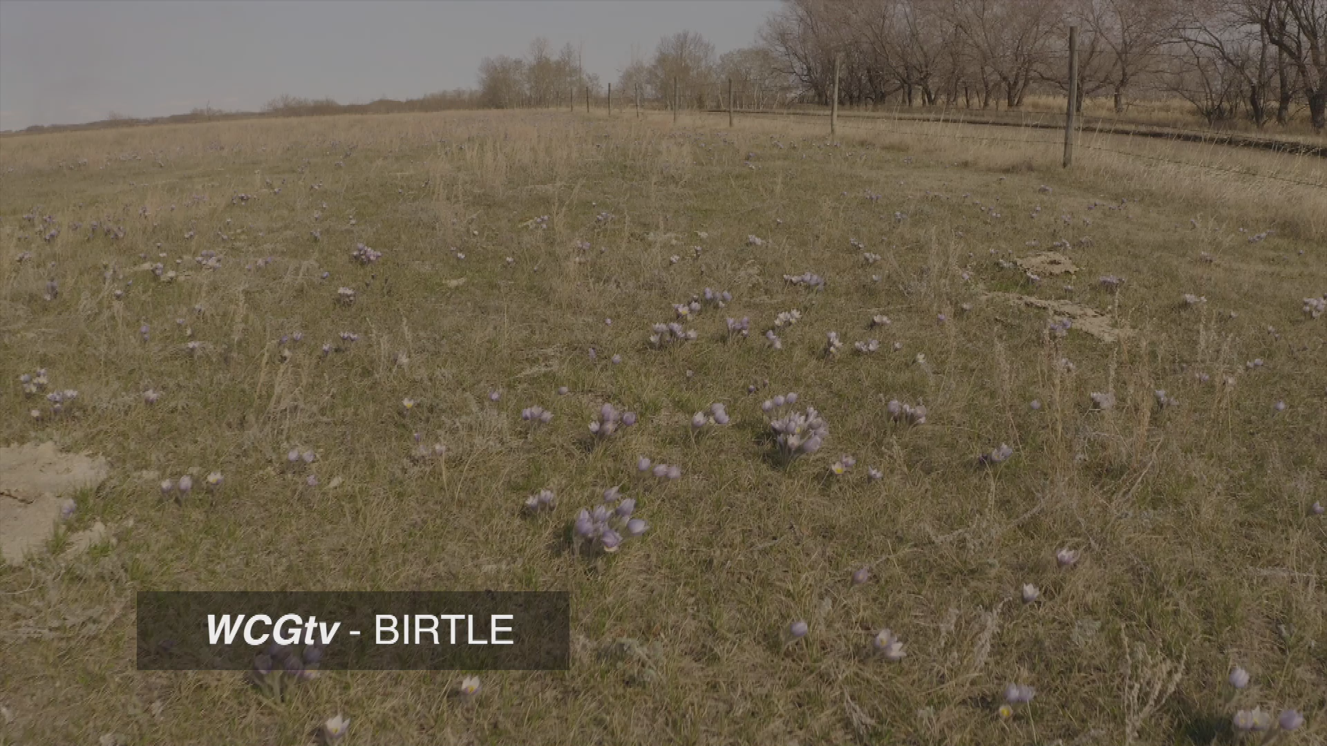 Thumbnail image for Birt - Filller - Crocus Country