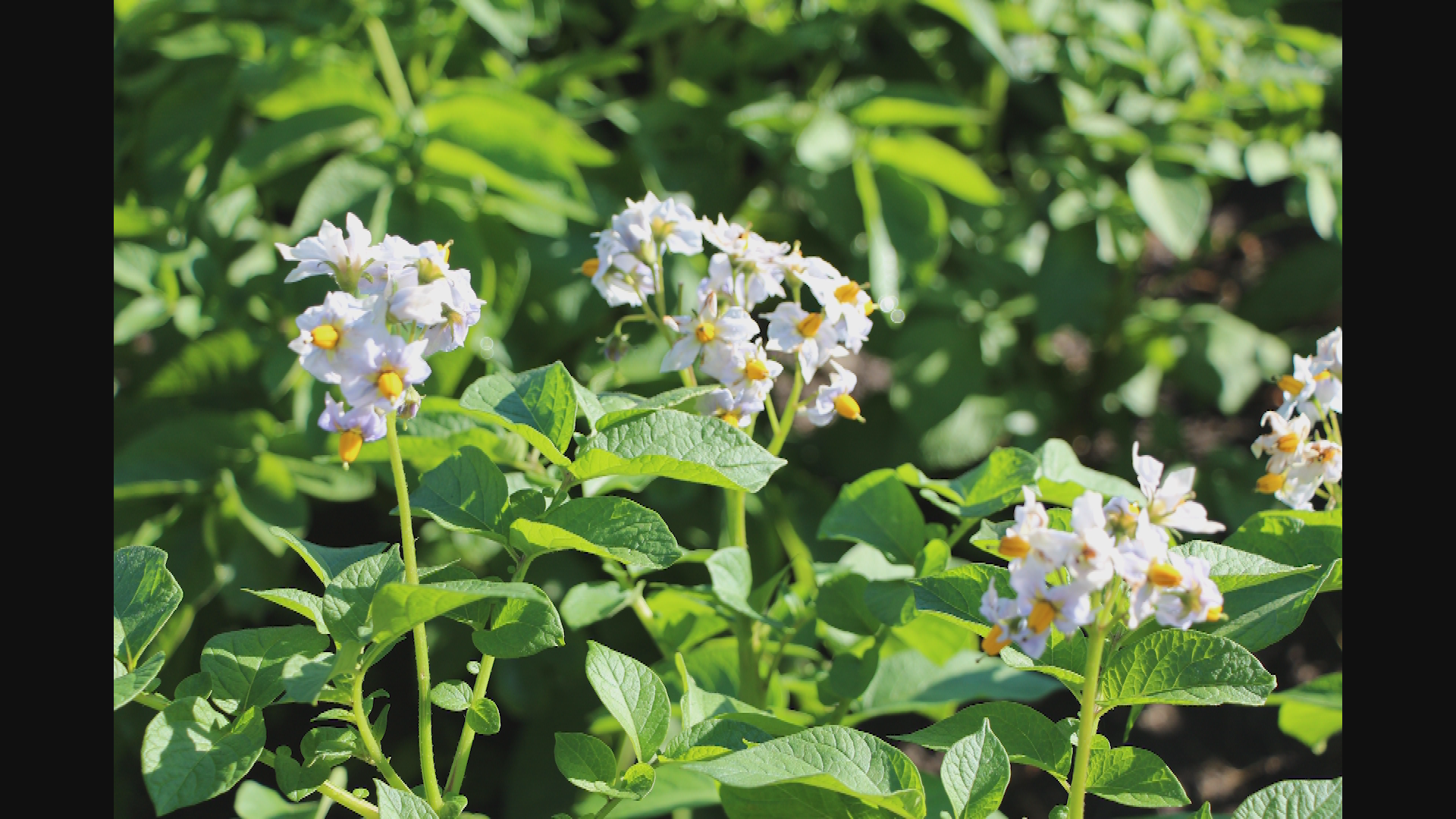 Thumbnail image for CARB-Filler - Gardening _16July2019