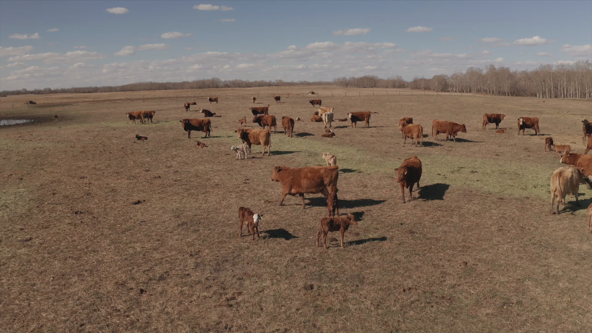 Thumbnail image for Birt - Filler - Home On The Range