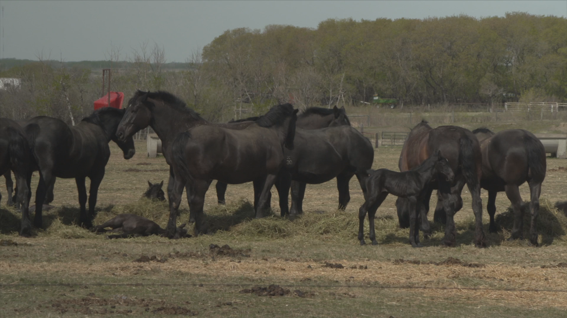 Thumbnail image for Birt - Filler - Mares and Colts